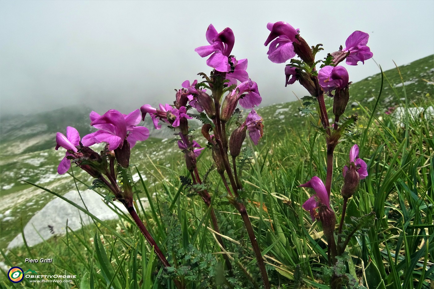 49 Pedicolare spiralata  (Pedicularis giroflexa) salendo al Passo di Corna Piana.JPG -                                